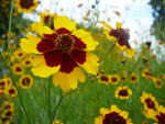 شاه اشرفی , golden tickseed, plains coreopsis،tigeröga,harusha-giku
